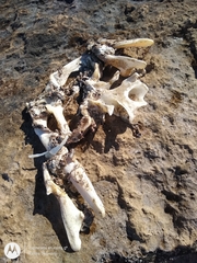 Spheniscus magellanicus