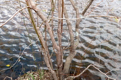 Vaccinium caesariense