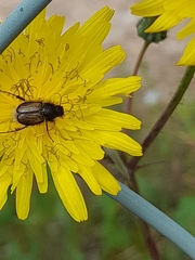Chasmatopterus villosulus