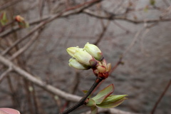 Vaccinium caesariense