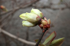 Vaccinium caesariense