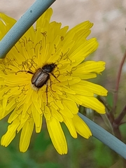 Chasmatopterus villosulus