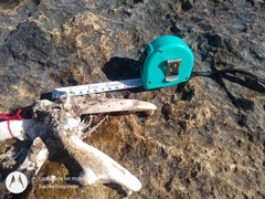 Spheniscus magellanicus