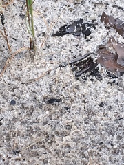 Cicindela abdominalis