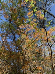 Rhododendron austrinum