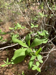Rhododendron austrinum