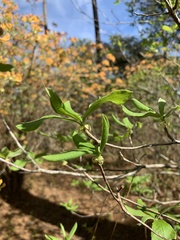 Rhododendron austrinum