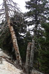 Abies cephalonica