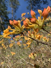 Rhododendron austrinum