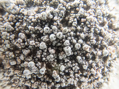 Coccotrema maritimum