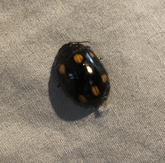 Paropsisterna octosignata