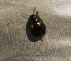 Paropsisterna octosignata