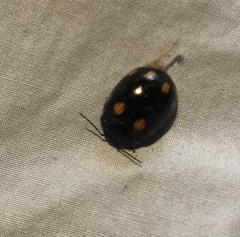 Paropsisterna octosignata