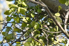 Phoradendron leucarpum