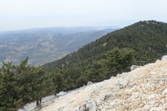 Abies cephalonica