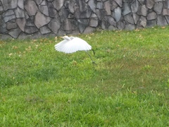Bubulcus ibis