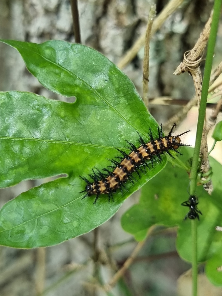 Acraea andromacha