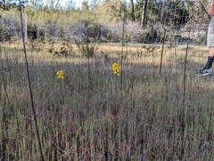 Erysimum teretifolium