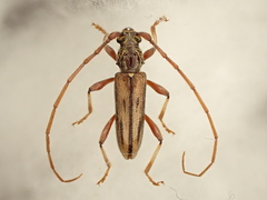 Eburida sublineata