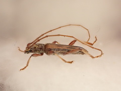 Eburida sublineata