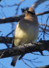 Bombycilla cedrorum