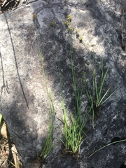 Juncus filipendulus