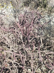 Cylindropuntia thurberi