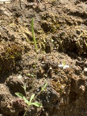 Meconella denticulata