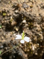 Meconella denticulata