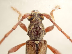 Eburida sublineata
