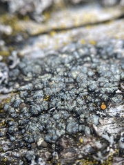 Buellia griseovirens