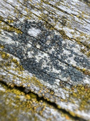 Buellia griseovirens