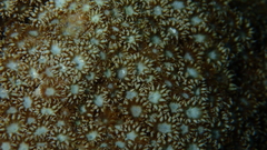 Goniopora fruticosa