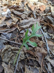 Woodwardia areolata