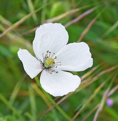 Papaver dubium austromoravicum