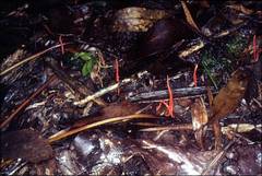 Clavulinopsis sulcata