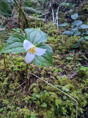 Trillium ovatum