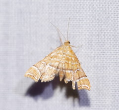 Musotima ochropteralis