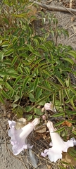 Podranea