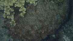 Goniopora fruticosa