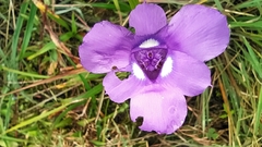 Ennealophus foliosus