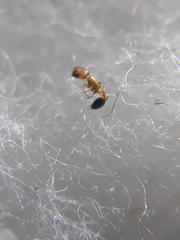 Cardiocondyla minutior