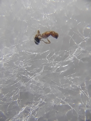 Cardiocondyla minutior