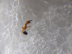 Cardiocondyla minutior