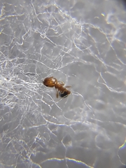 Cardiocondyla minutior