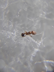 Cardiocondyla minutior