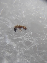 Cardiocondyla minutior