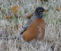 Turdus migratorius