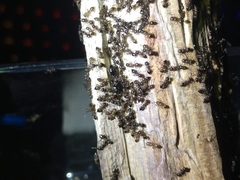 Crematogaster lineolata