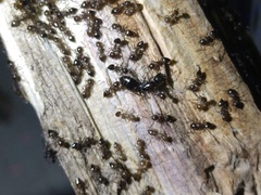 Crematogaster lineolata